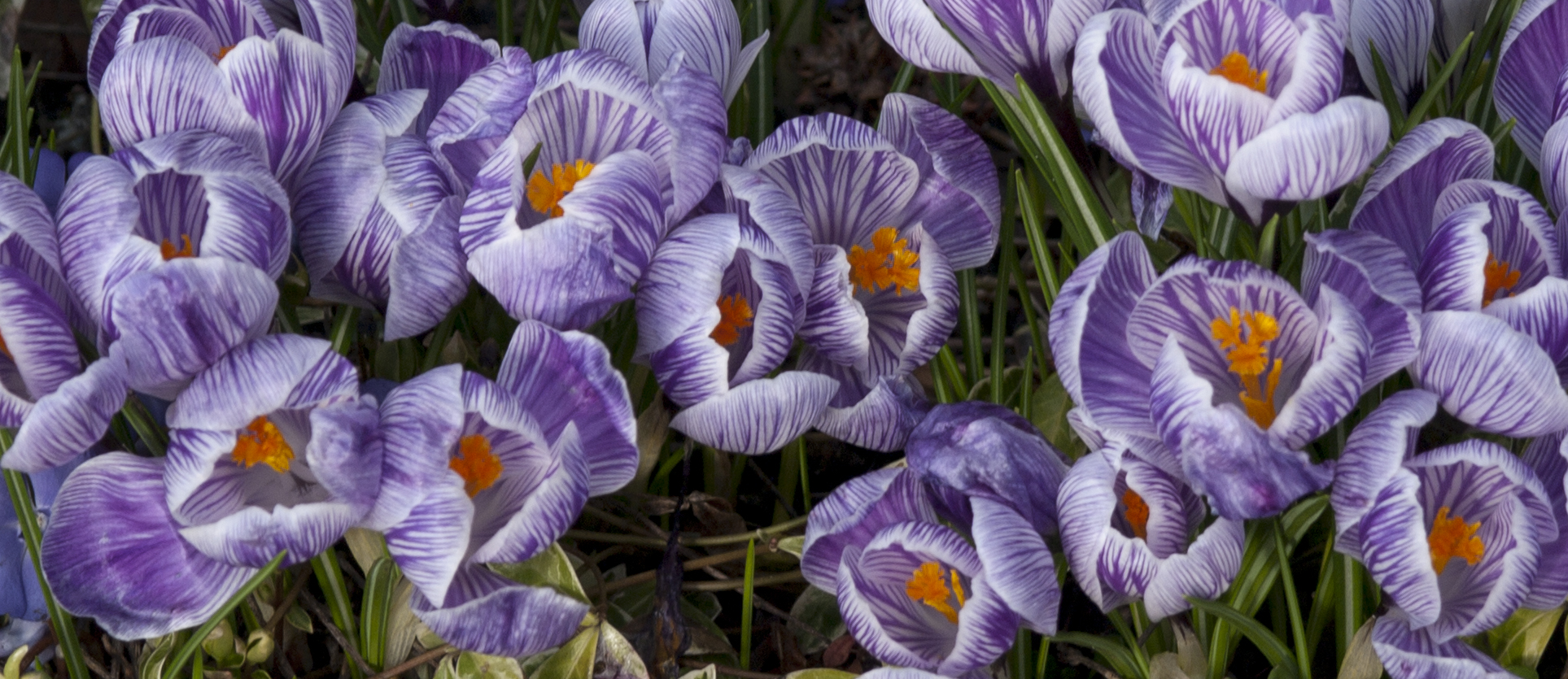 Crocus
